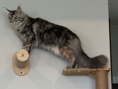 Maine coon female - CFA - 8 months