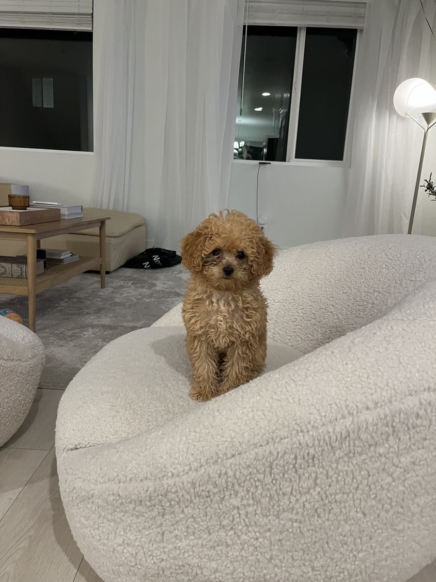 3.5 lb F1BB micro mini goldendoodle