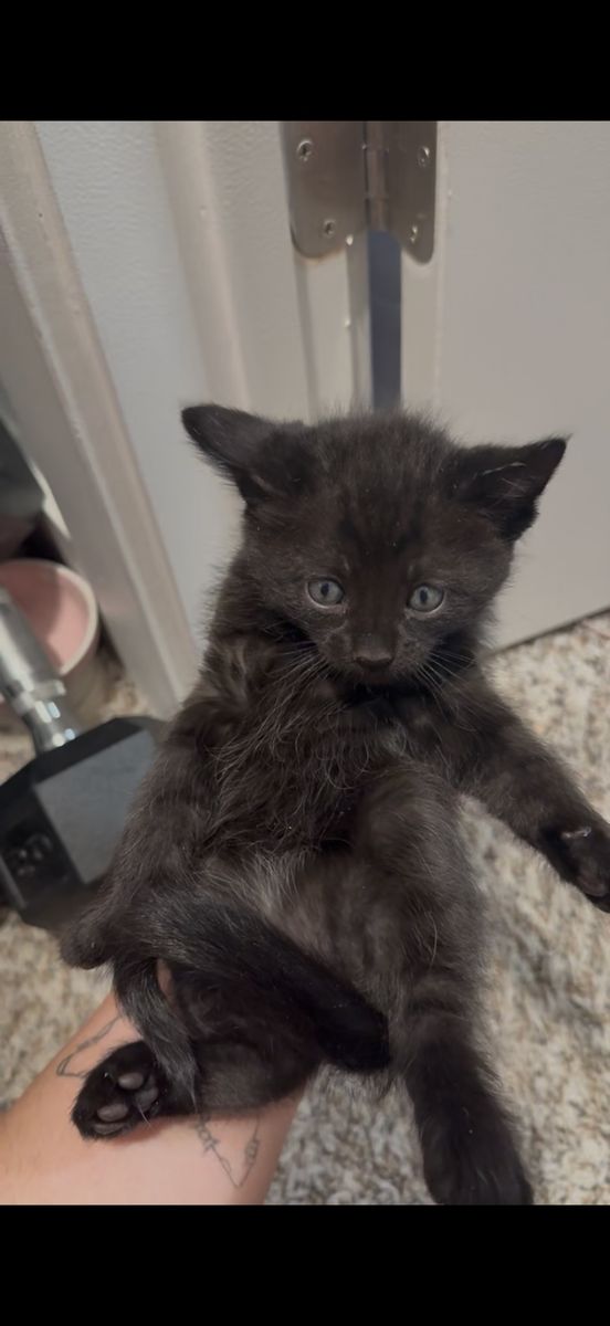 Black Bengal Mix
