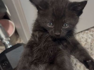 Black Bengal Mix