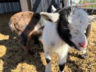 Blue eyed baby girl goat and mom