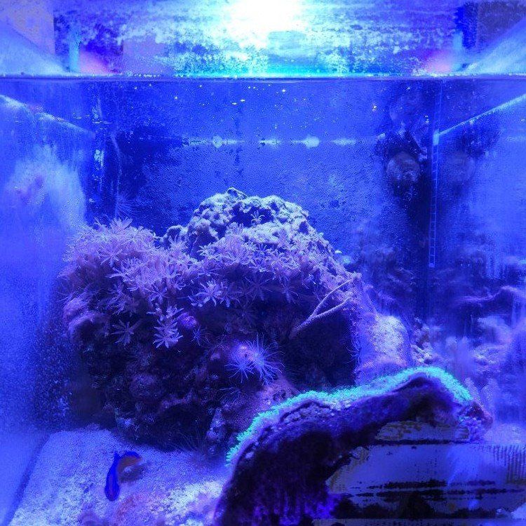 Salt water fish tank