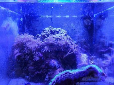 Salt water fish tank