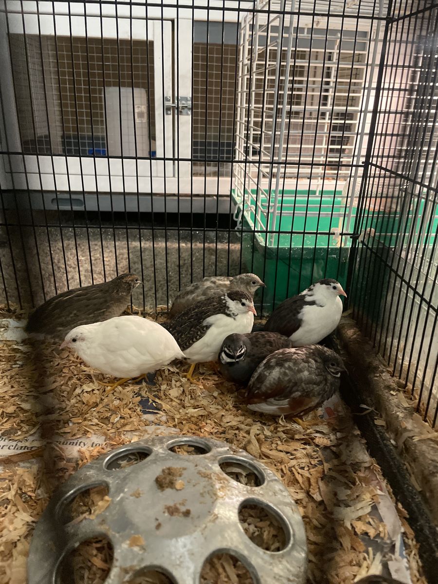 Mini button quails