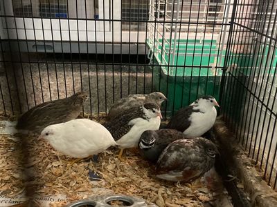 Mini button quails