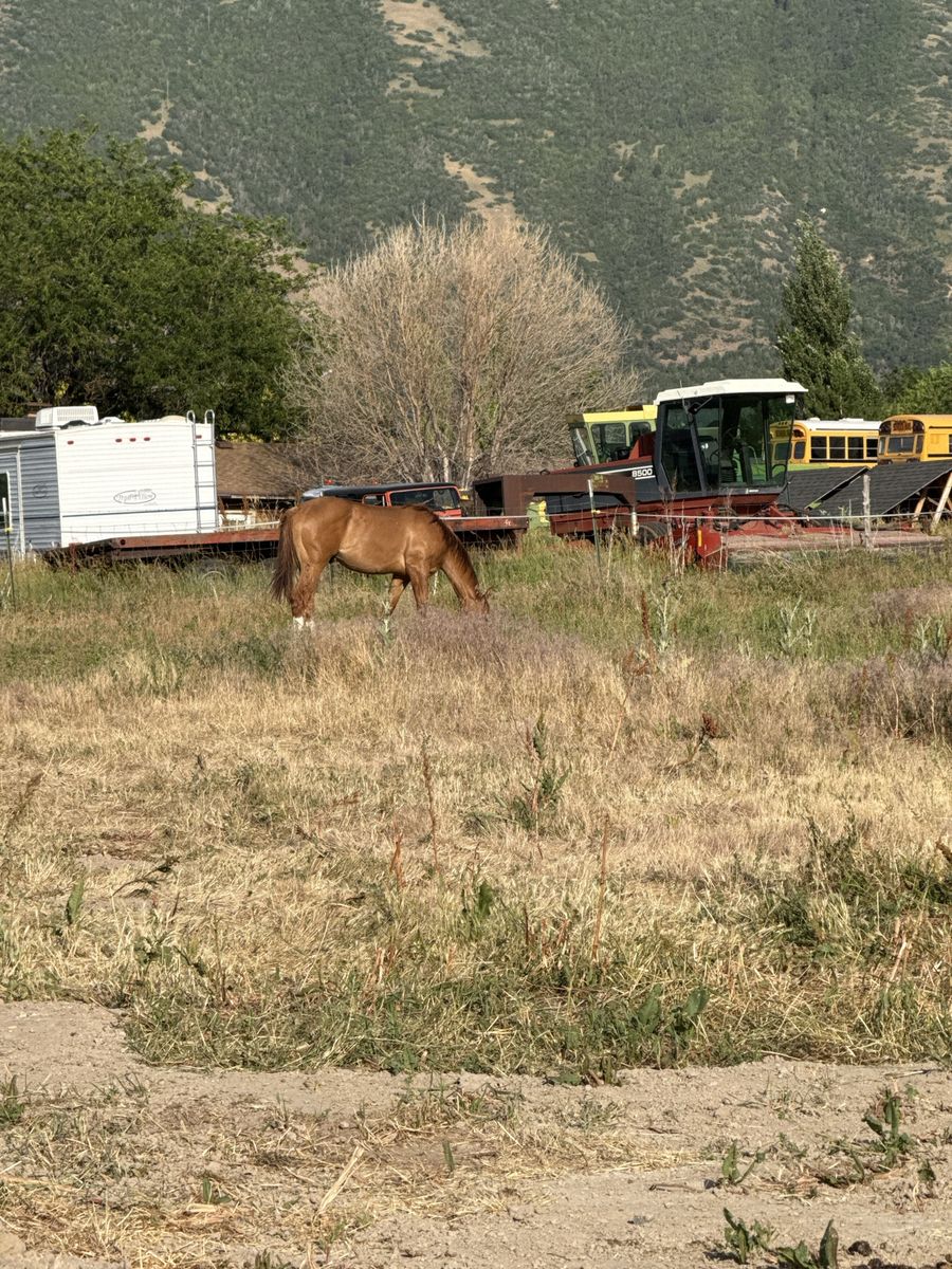 AQHA Red Dun Gelding