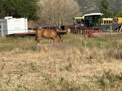 AQHA Red Dun Gelding