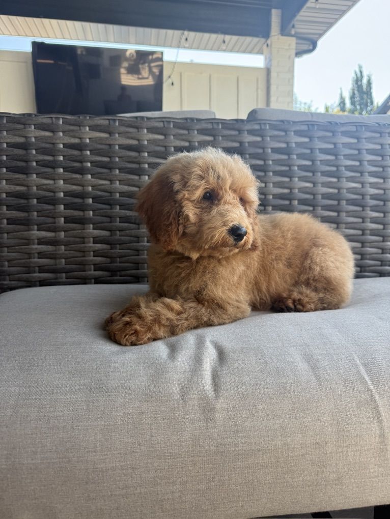 Darling Kennel Trained Moni Goldendoodle Puppies