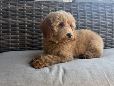 Darling Kennel Trained Moni Goldendoodle Puppies