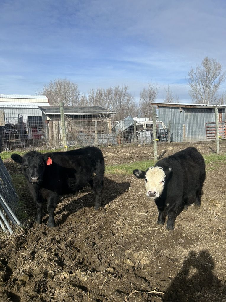 Lowline Angus / Mini Hereford X