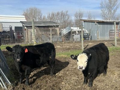 Lowline Angus / Mini Hereford X