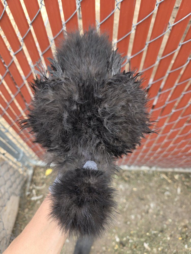 showgirl silkie