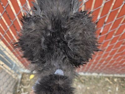showgirl silkie