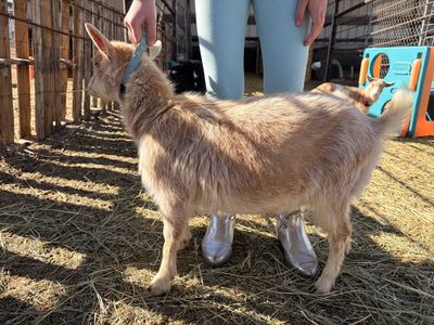 Yearling Nigerian Doe