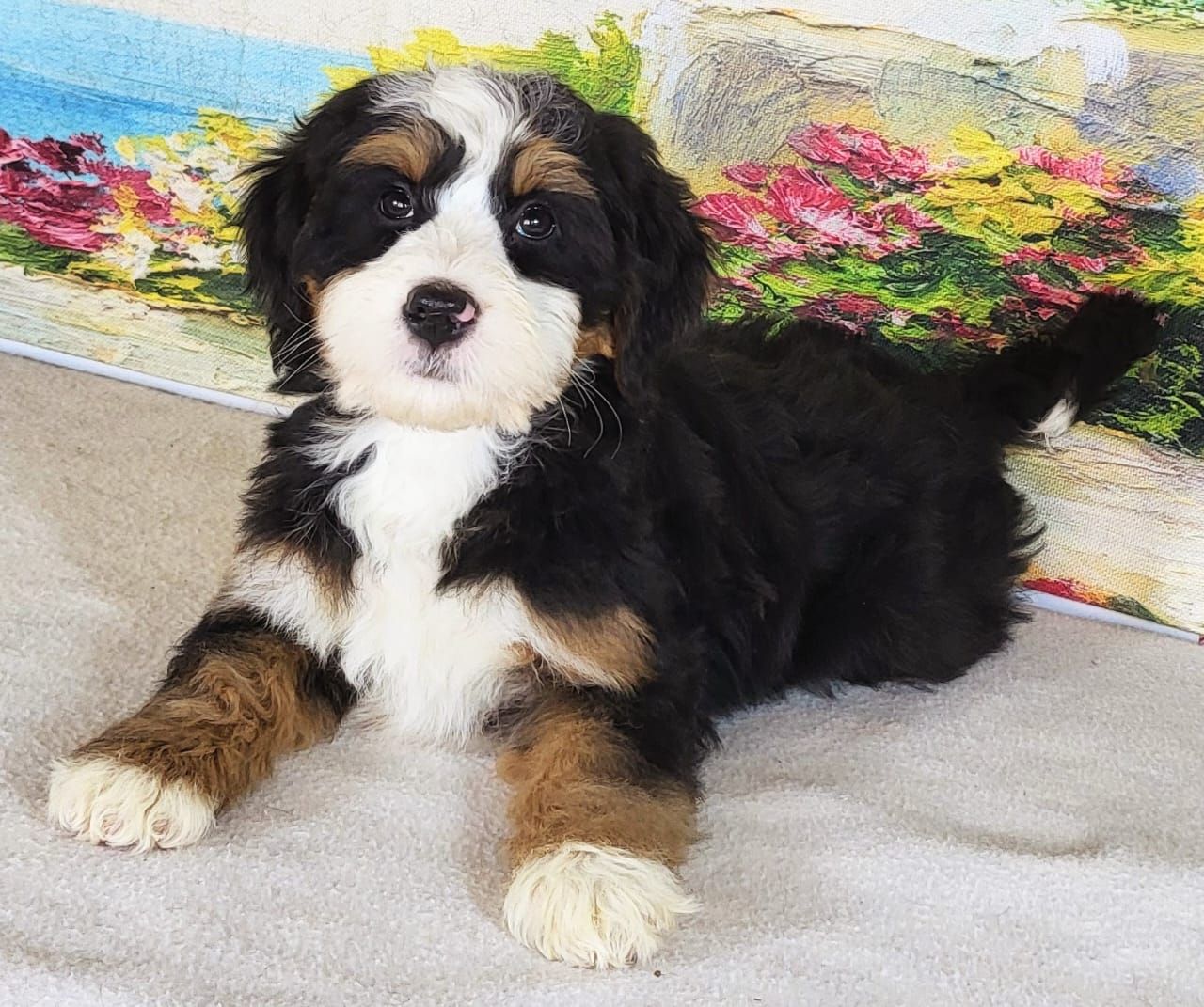 Girl Ivy - Mini Bernedoodle $1500