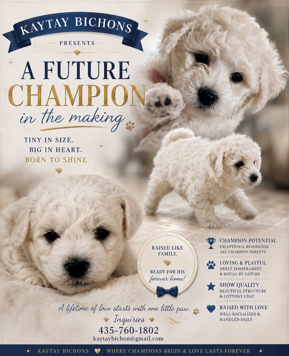 Bichon Frise Male Puppy Available AKC Champion Lines Breeder of Merit