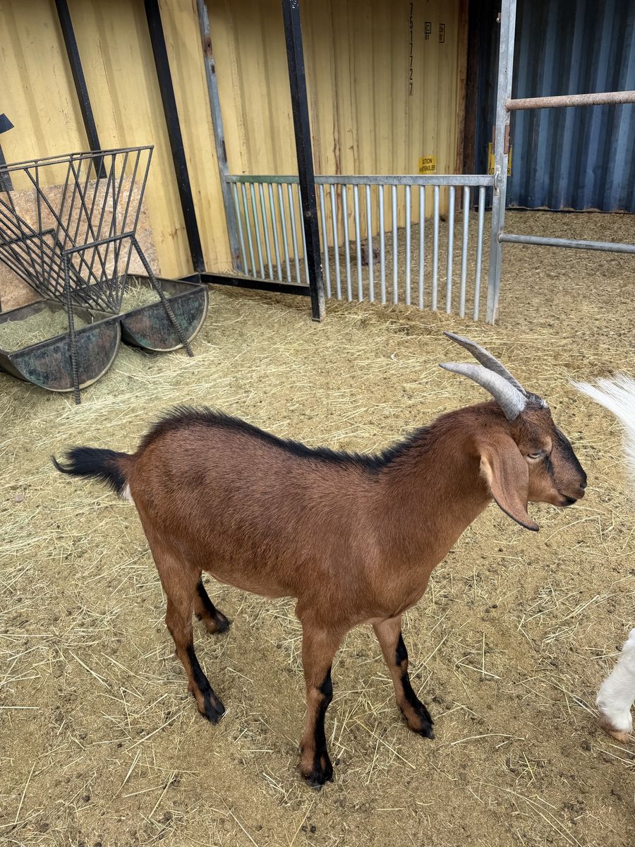 Nubian Cross for sale