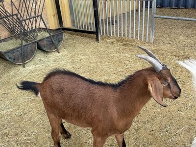 Nubian Cross for sale