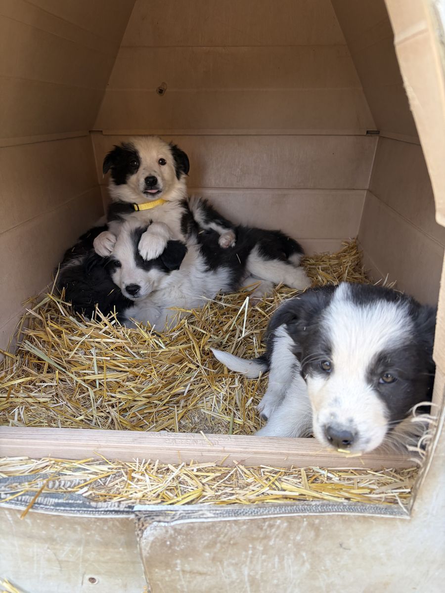 Border collie puppies
