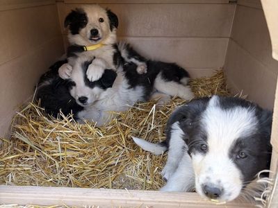 Border collie puppies