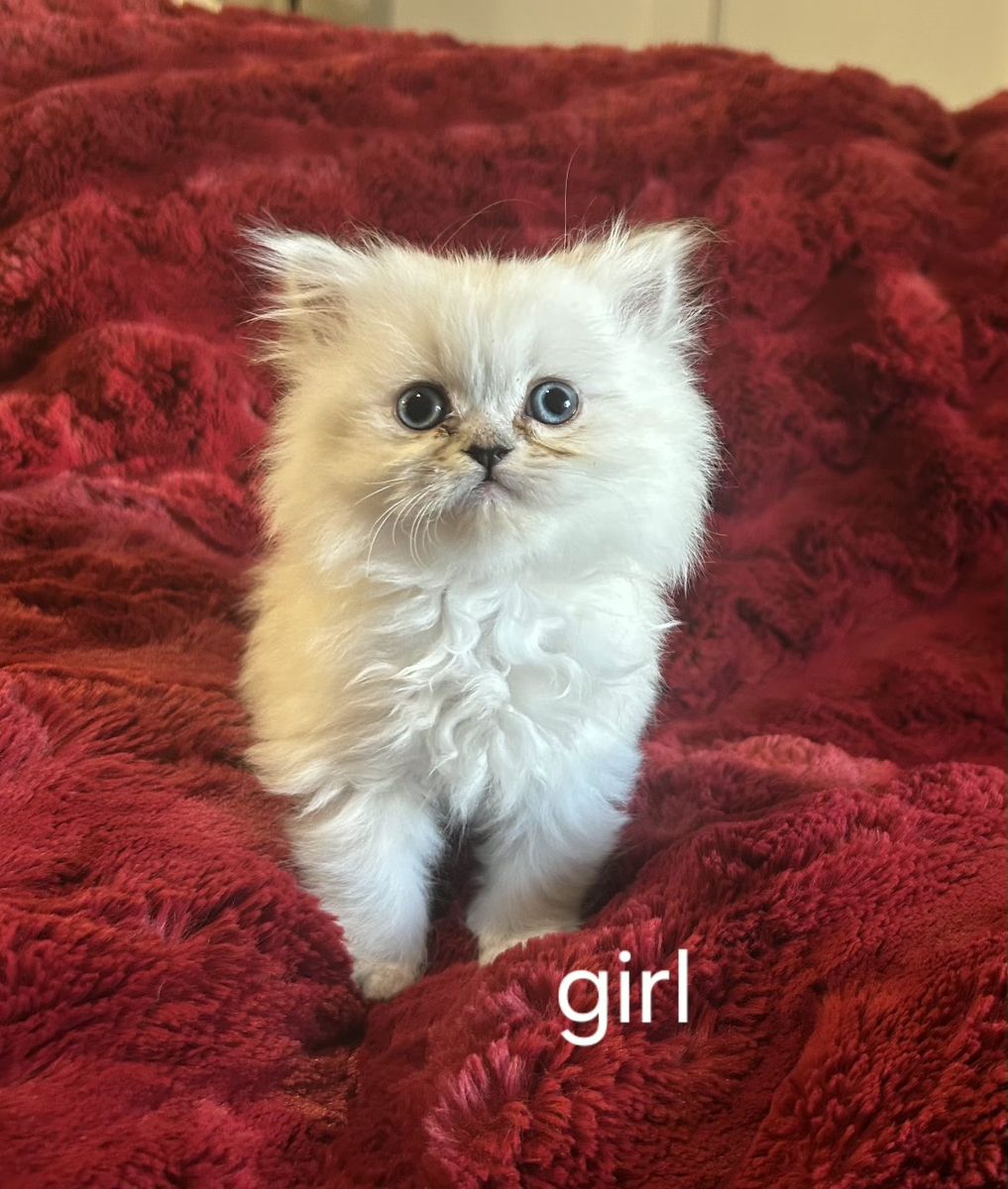 Persian Kittens for sale