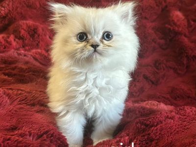 Persian Kittens for sale