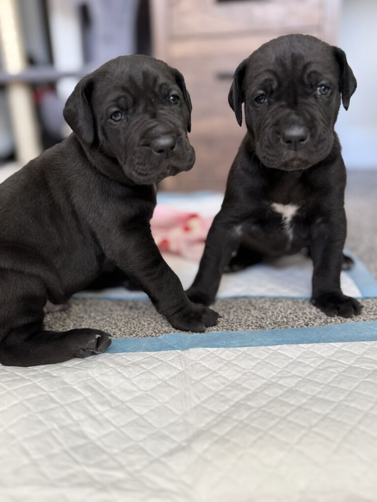Great Dane Puppies – Ready To Go On 3/24/2026