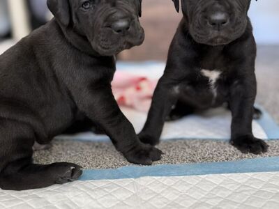 Great Dane Puppies – Ready To Go On 3/24/2026