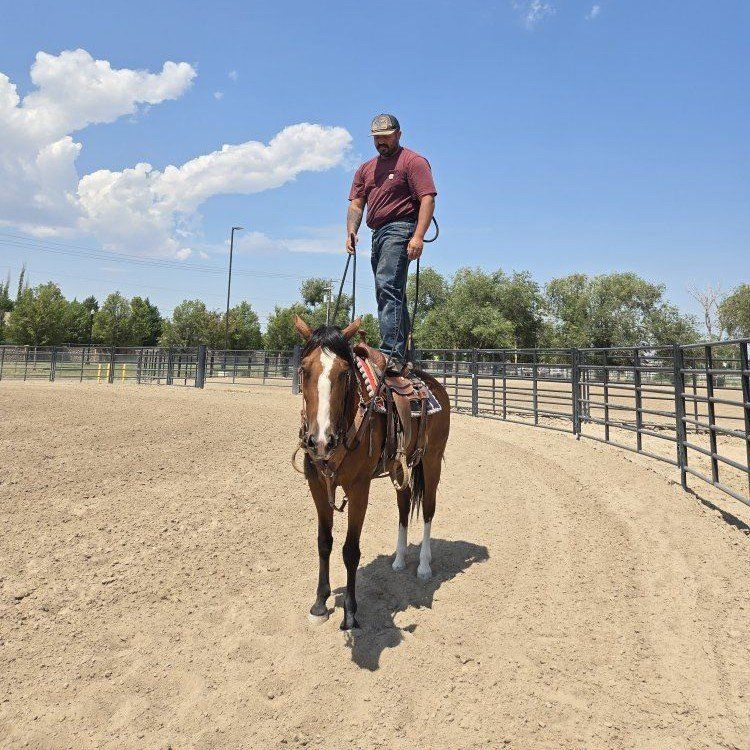 2020 bay mare