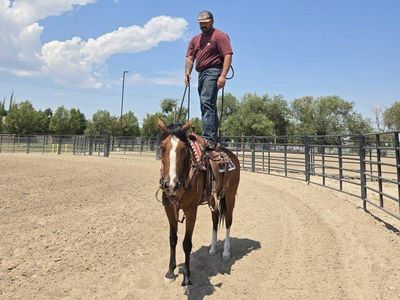2020 bay mare