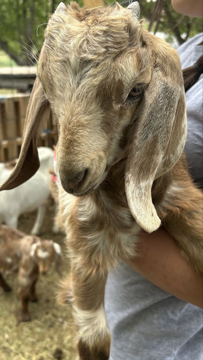 Baby goats