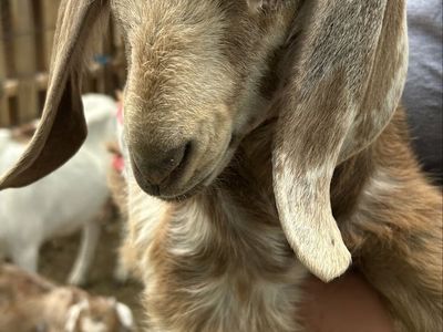 Baby goats