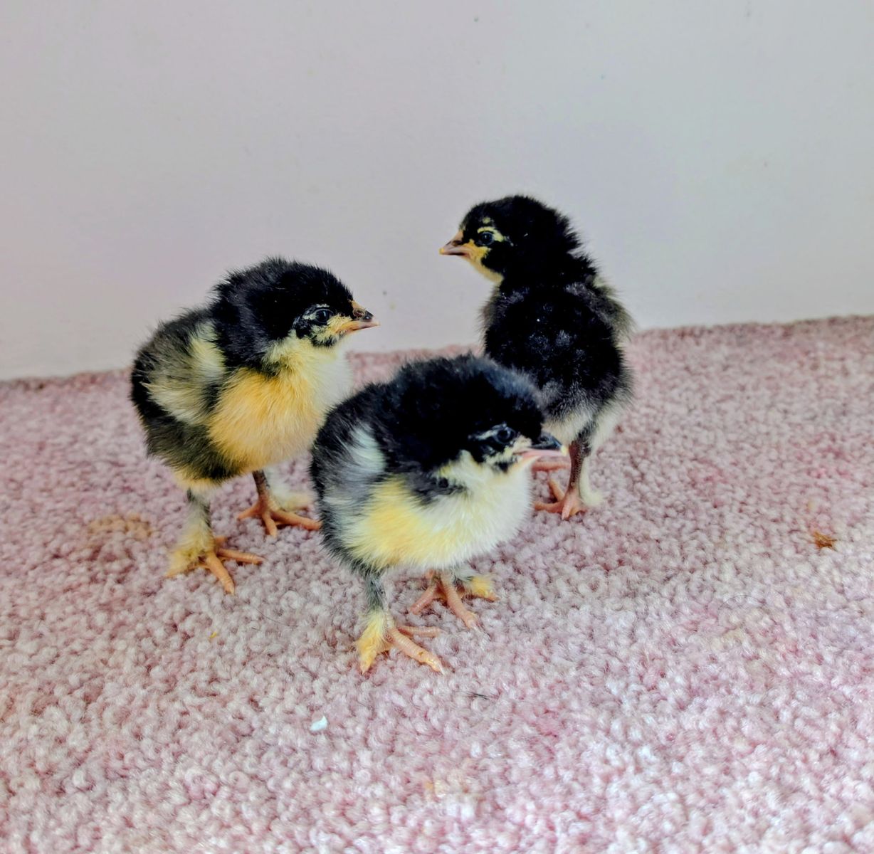 Black Copper Maran chicks