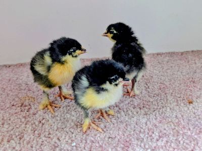 Black Copper Maran chicks