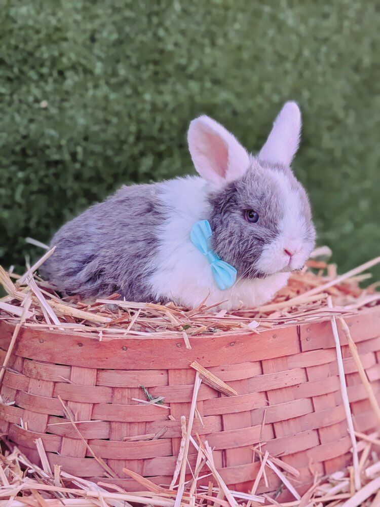 pure Holland lop baby bunny