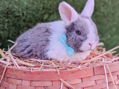 pure Holland lop baby bunny