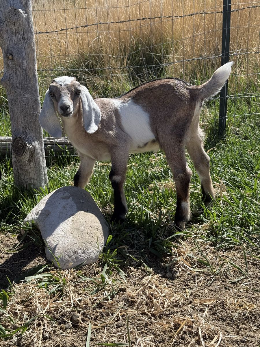 Female Goat Nubian - 2 Months Old
