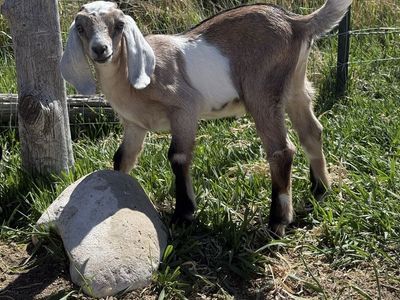 Female Goat Nubian - 2 Months Old