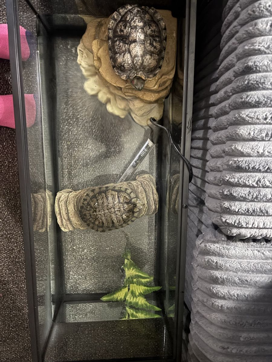 Turtles + supplies :)