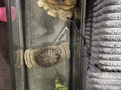 Turtles + supplies :)