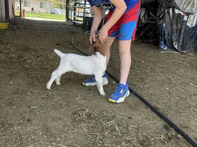 Bottle Baby Boer Goat Dappled