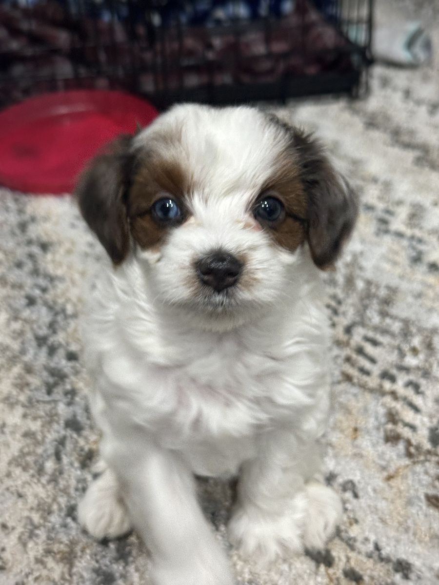 Teddy Bear Yorkiepoo Puppies Hypoallergenic