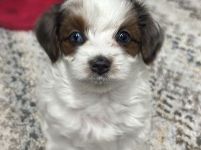 Teddy Bear Yorkiepoo Puppies Hypoallergenic