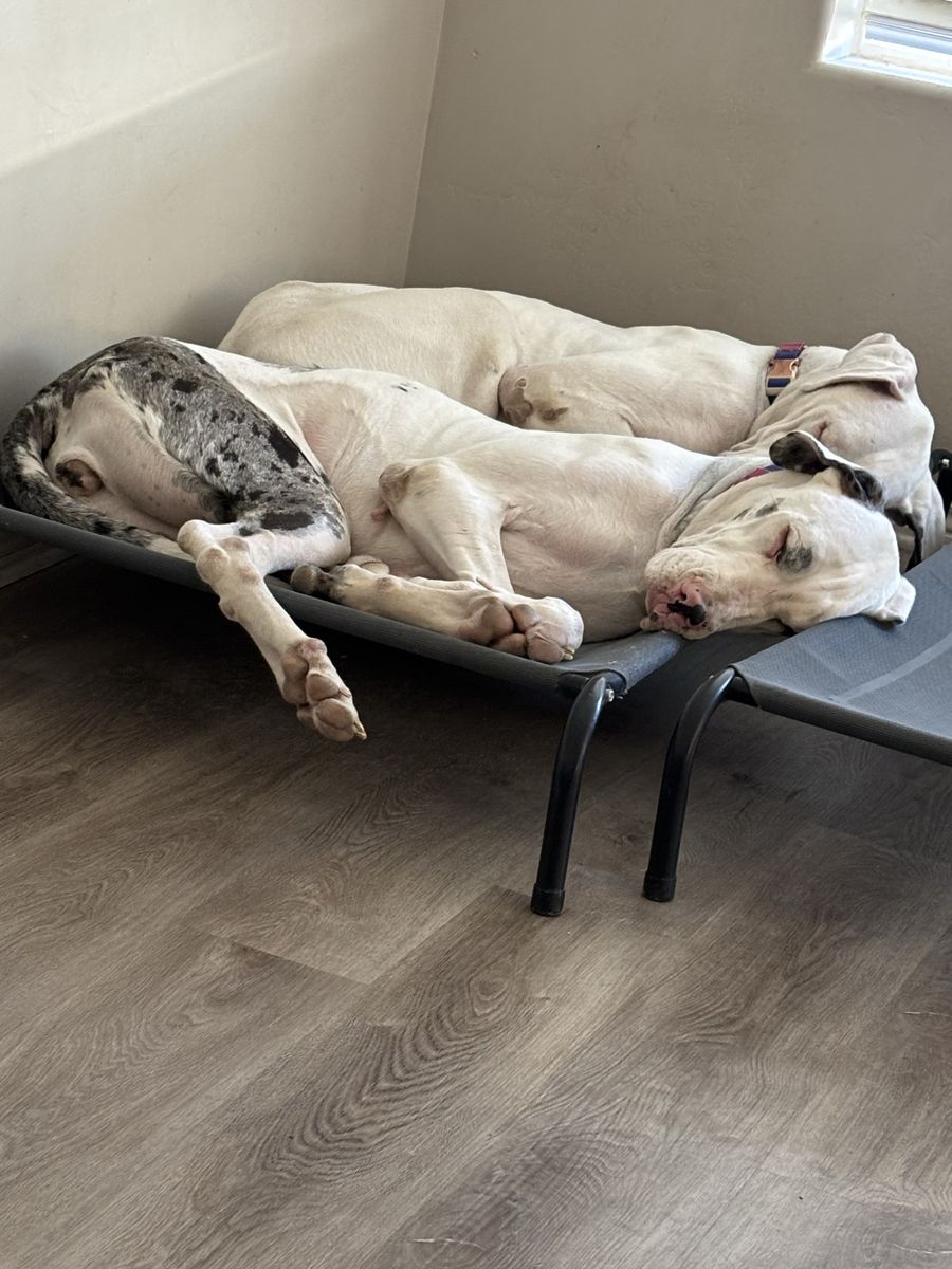 Great Danes