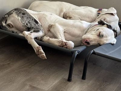 Great Danes