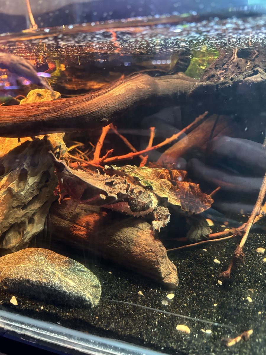 female mata mata turtle 