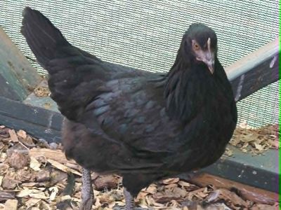 Coop Ready Pullets