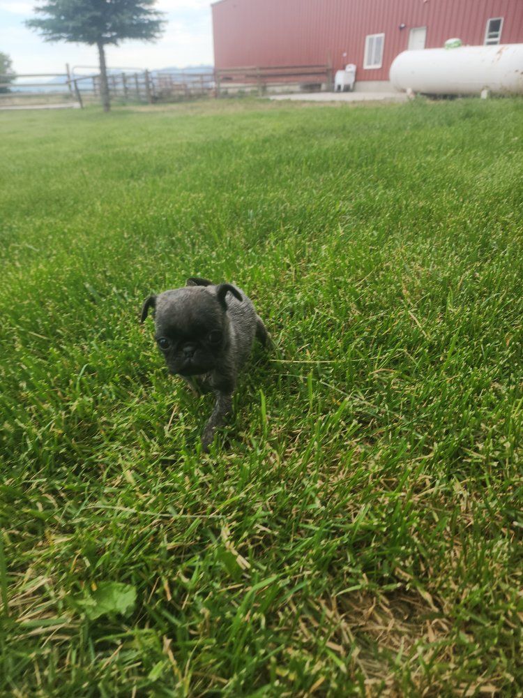 tiny brindle pug