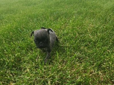 tiny brindle pug