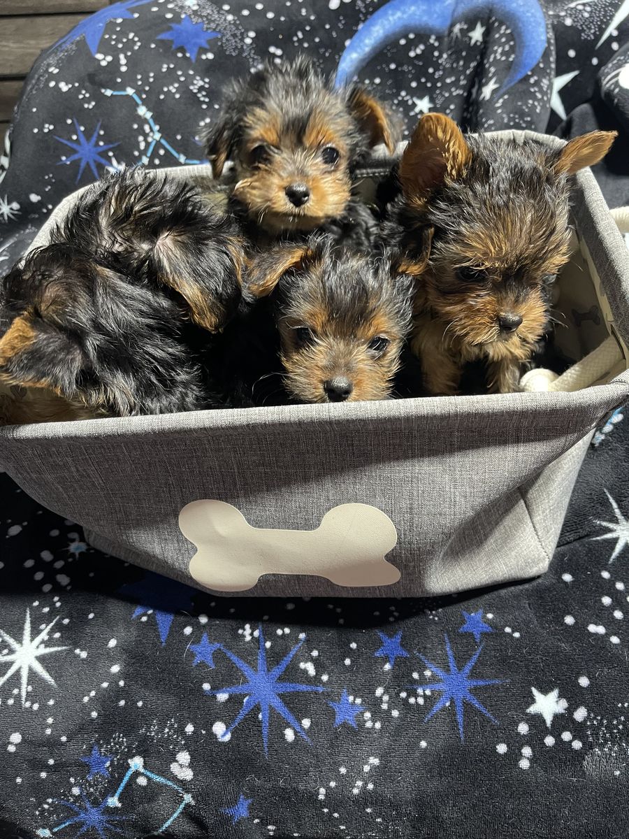 Yorkies